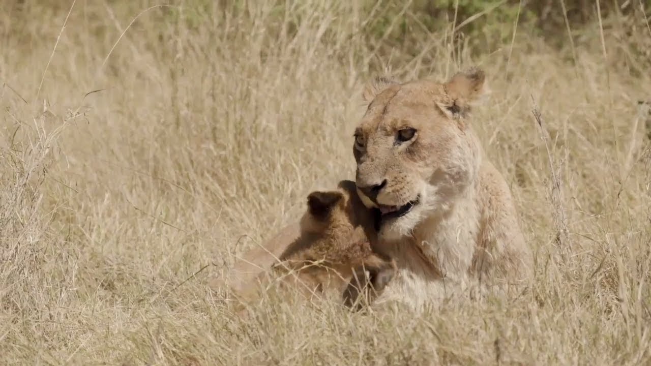 Botswana Big Five Safari
