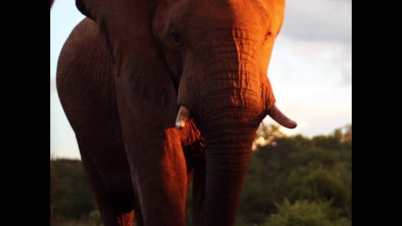 The Victoria Falls Safari Lodge waterhole - Siduli Hide
