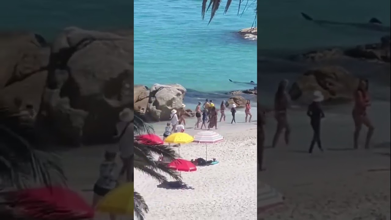 Massive whale shark on Clifton Beach! 🦈