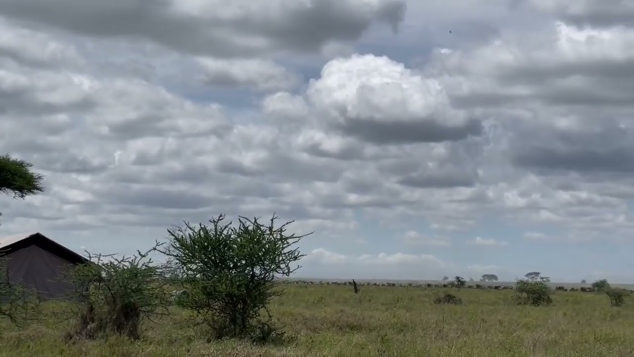 Wildebeest spotted going east near Ngare Nanyuki in Arusha, Tanzania