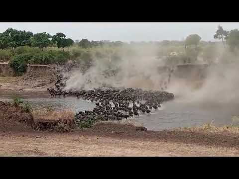 Megaherd crossing over the Mara river at no 4!
