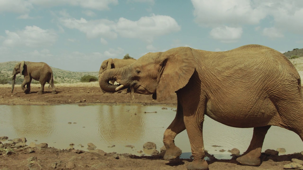 Lewa House, Lewa Wildlife Conservancy