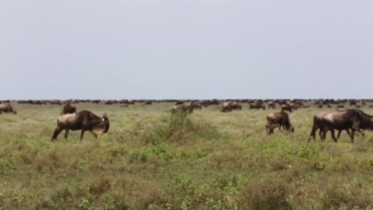 March is the last month that the mobile camps operate in the Serengeti