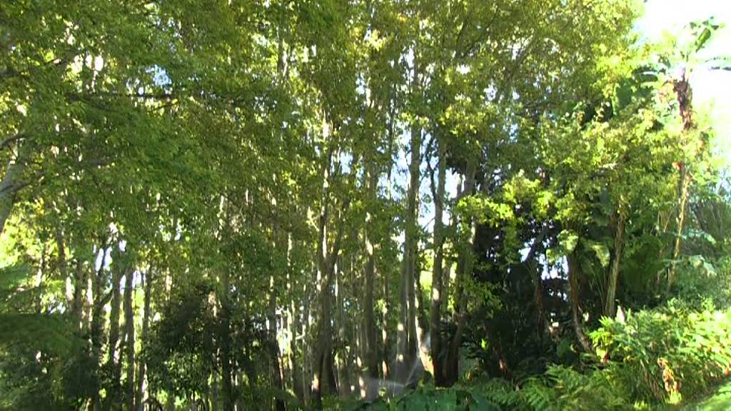 The gardens at The Cellars-Hohenort in April