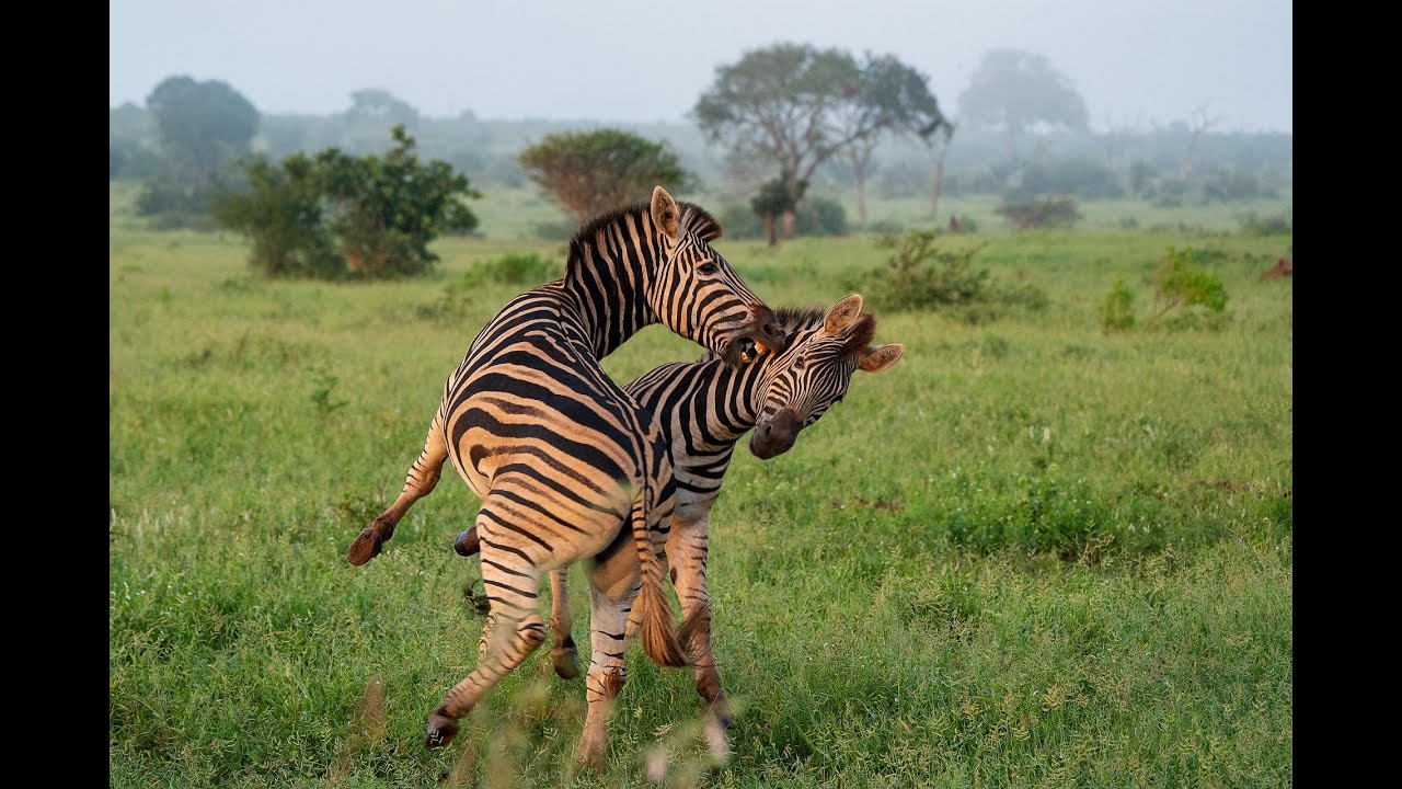 Quick Pros and Cons of visiting the Kruger Park in the Green Season (Wet Season)