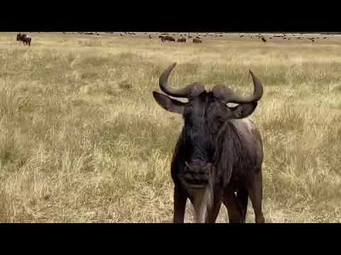 Large wildebeest herd spotted near the Handajega gate