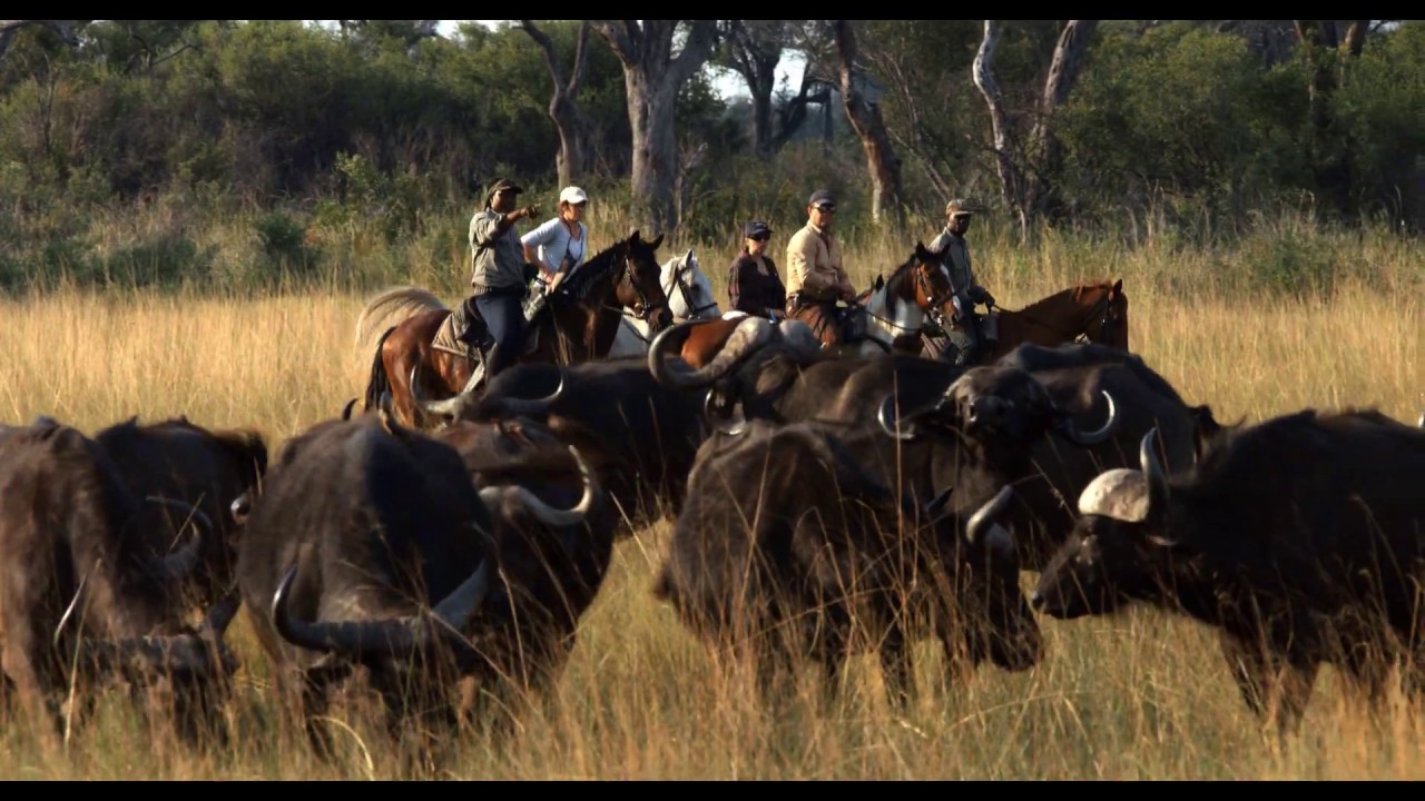 African Horseback Safaris - New Release