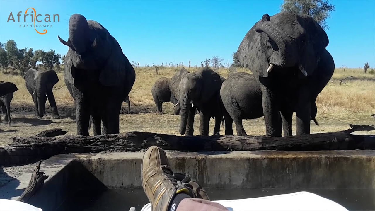 Up Close Elephant Encounters at Somalisa Camp, Zimbabwe