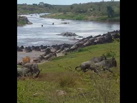 Latest #HerdTracker update: A small price for the survival of thousands of other wildebeest