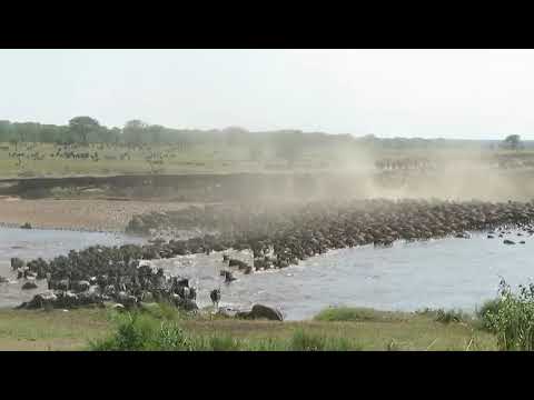 10,000 wildebeest and zebra moving south across the Mara River in the Serengeti