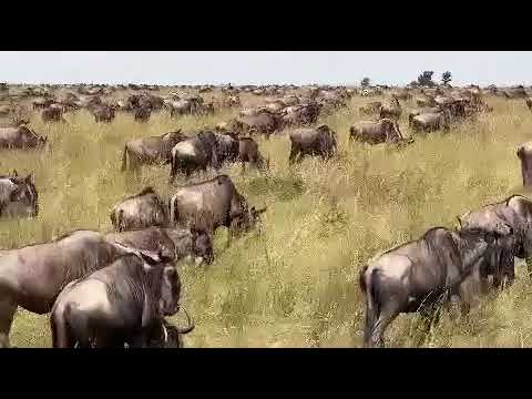 Megaherd spotted near the Mara river!