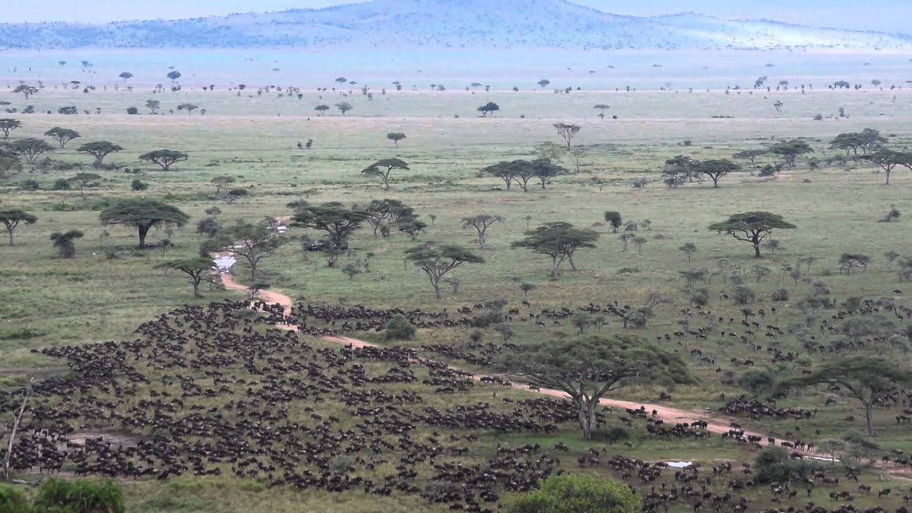 The wildebeest migration arrives in Seronera - Part 2