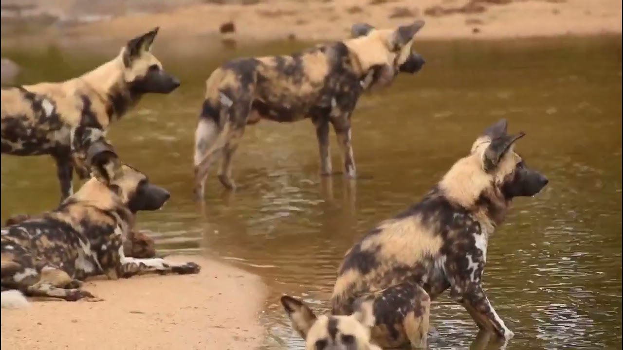 Noisy interaction between wild dog