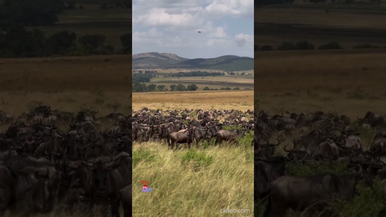Herds have reached Masai Mara!