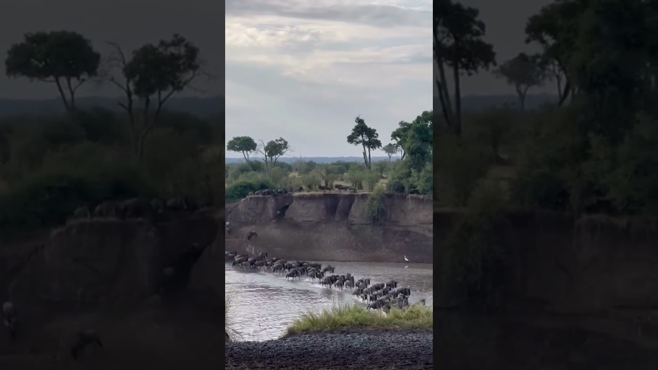 Huge Mara river crossing at no 4