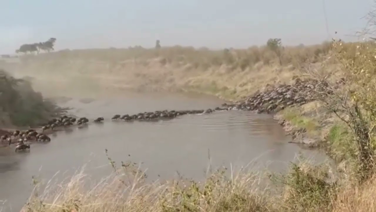 Big crossing over the Mara river near Lookout Hill