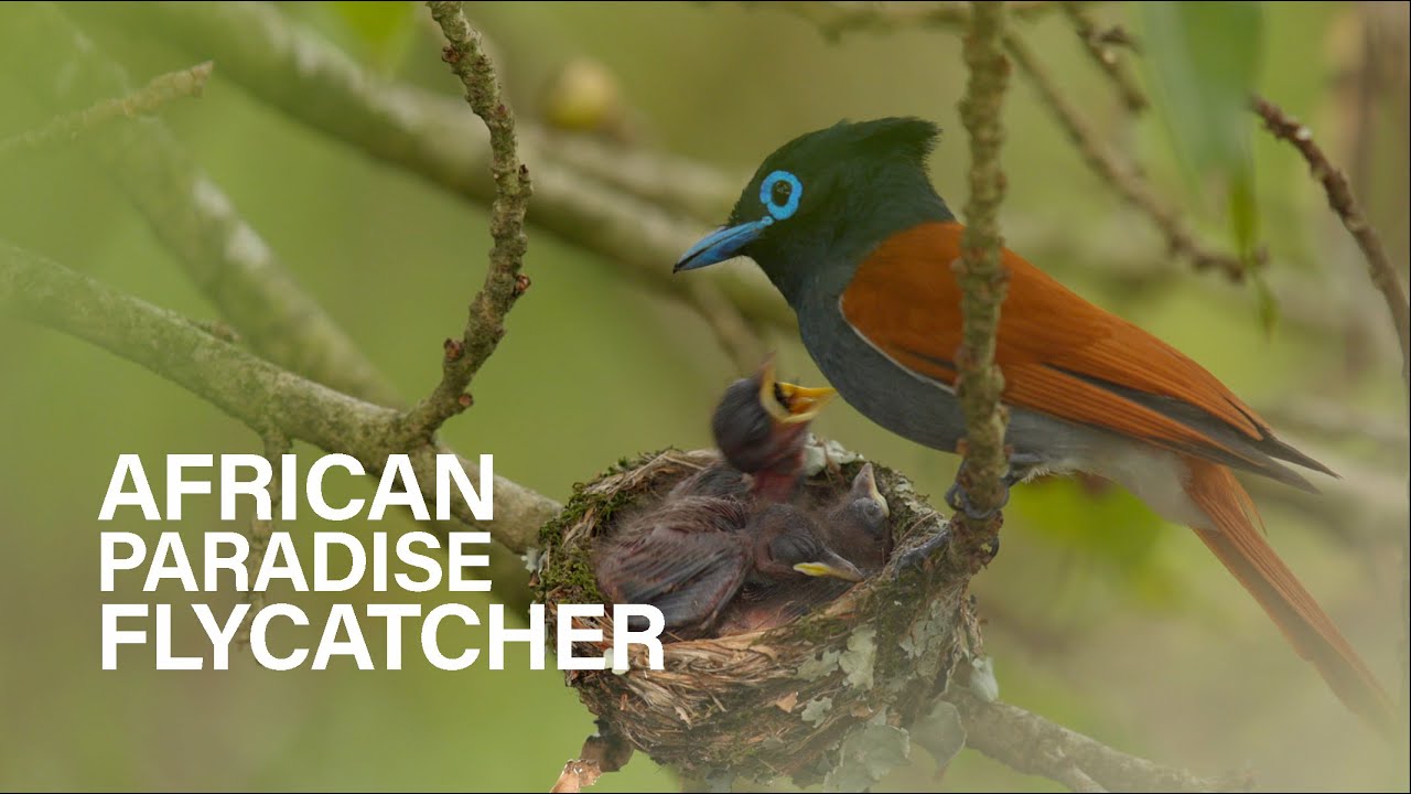 African Paradise Flycatchers | Beautiful breeding behaviour