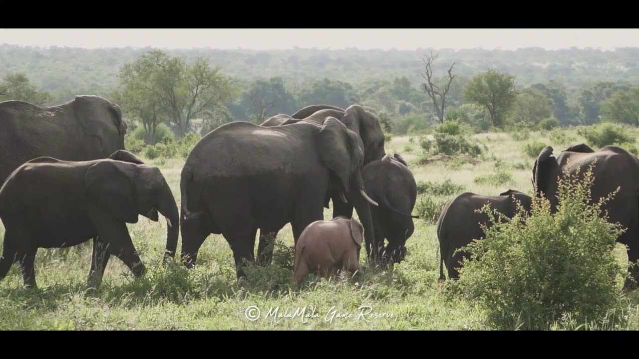 Another 'Pink Elephant' Spotted on MalaMala