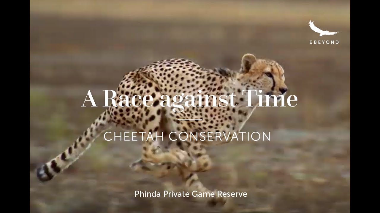 A Race against Time | Cheetah Conservation | Phinda - The Return