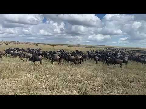 Wildebeest Migration spotted on the 8th of May 2022