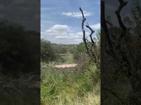 Megaherd crossing in Grumeti!