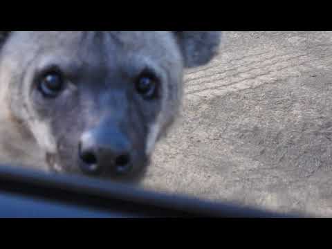 Hyena at my open window - Makakatana Bay Lodge - Kwelezintombi Hide, iSimangaliso