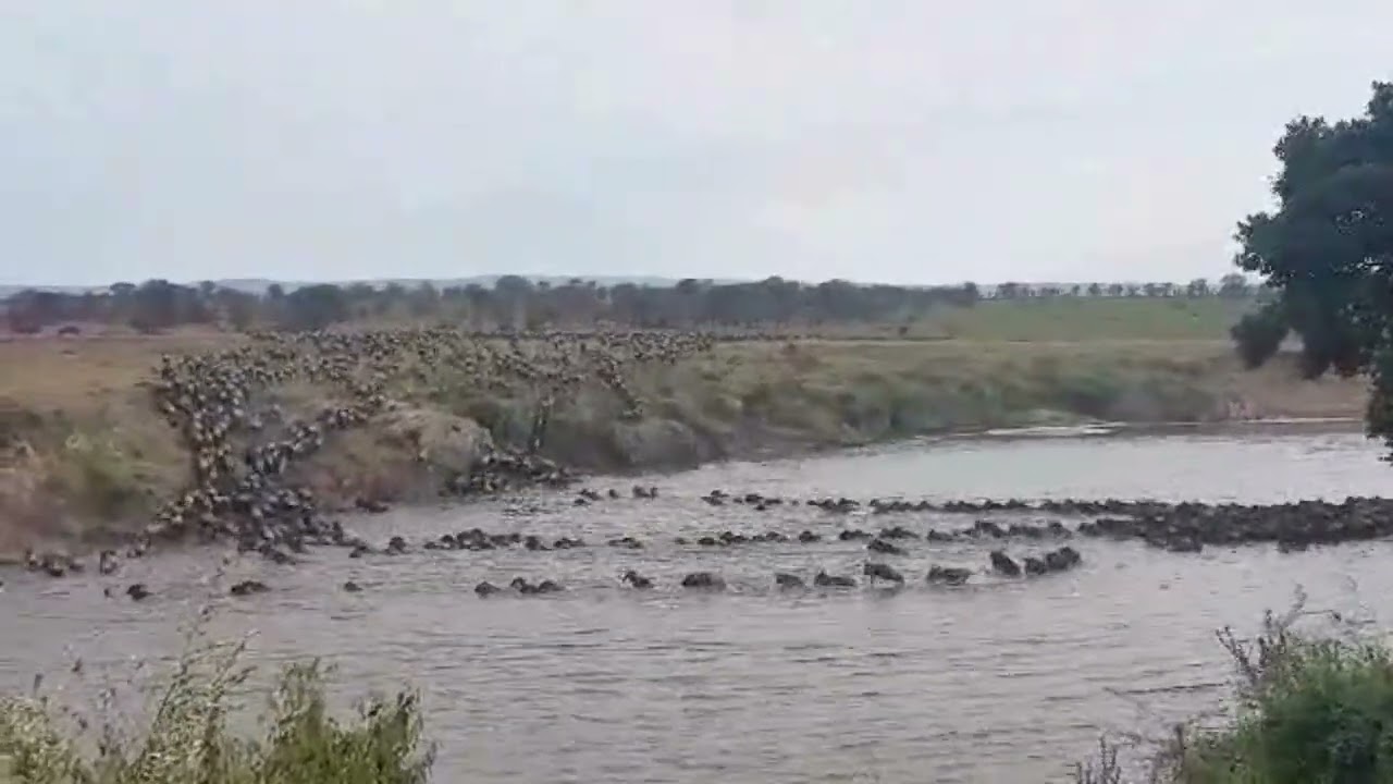 Large herd of wildebeest crossing at nr. 0B and 2!