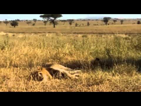 Lions close to Namiri Plains in the Serengeti