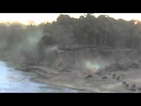 Wildebeest Cross Mara River at Toyota 1