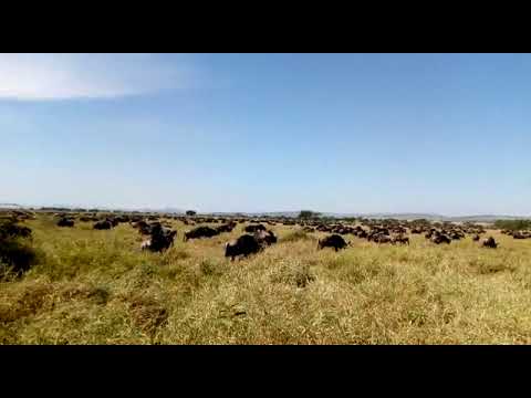 The herds are in the Grumeti Reserve, moving through the western side of the Serengeti
