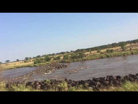 The first Mara River crossing at Point number 8