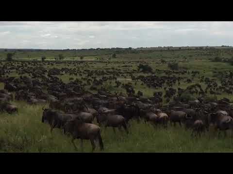 Latest #HerdTracker update: Wildebeest moving at high-speed crossing point no 8 and no 10