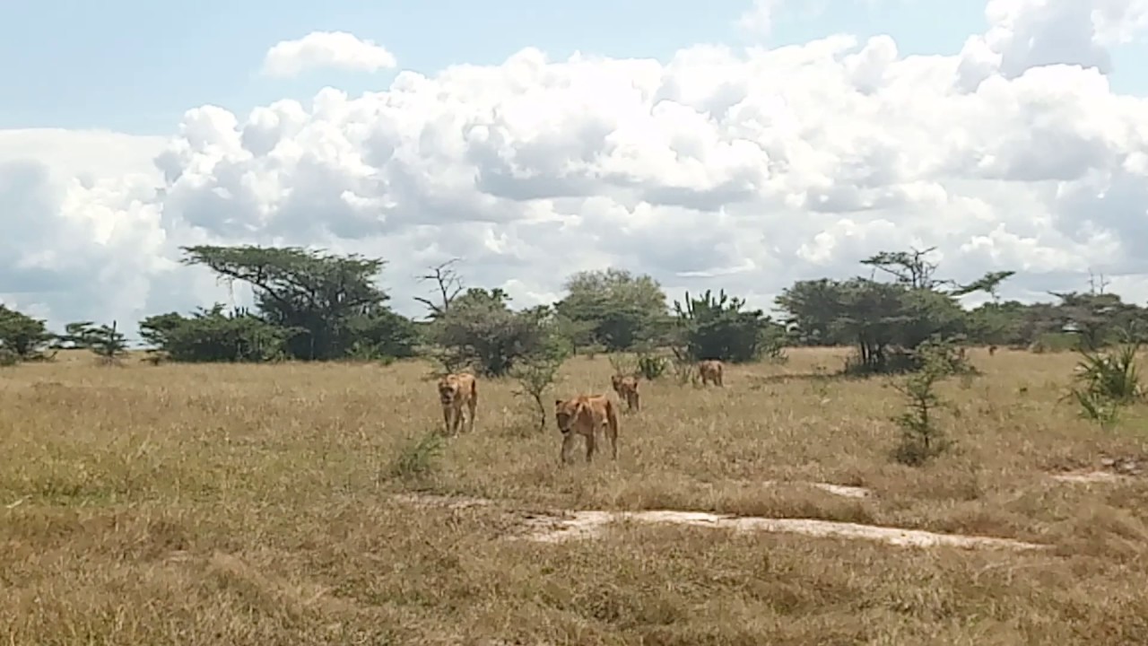 Essential Destinations - Lake Manze - Walkabout by Kalisti Paul Guide