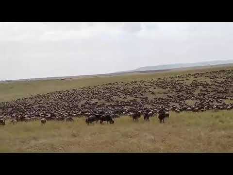 Megaherd spotted grazing in Masai Mara!