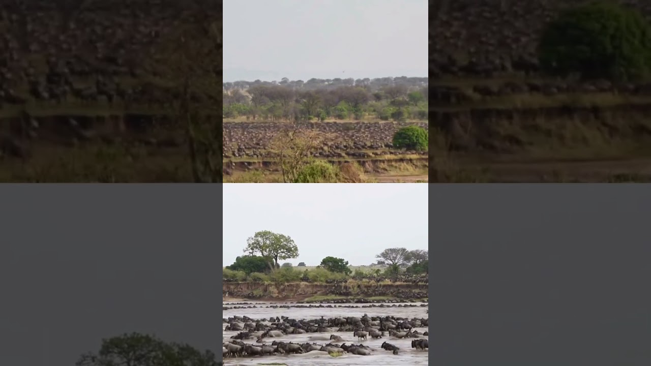 Massive Wildebeest herds crossing at number 7!