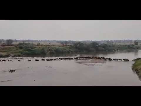 Herd crosses the Mara river at crossing no 2