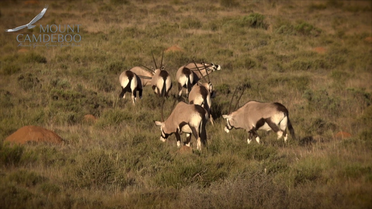 Embrace the Spirit of the Karoo