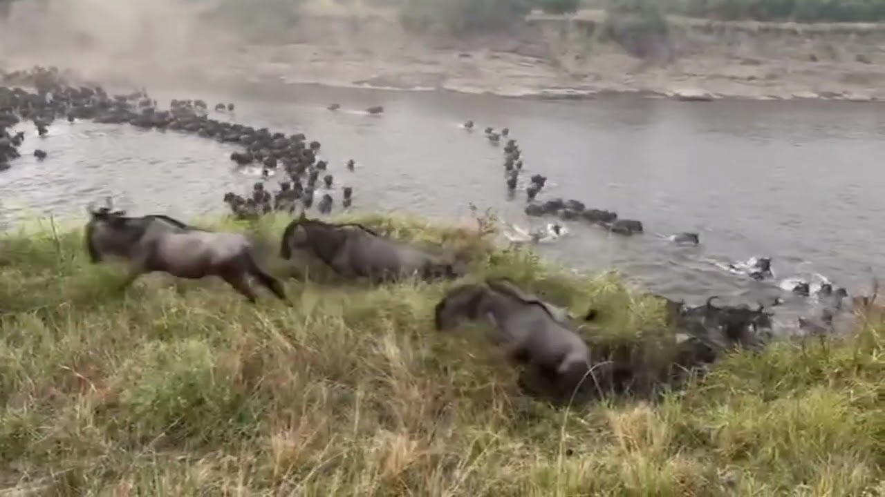 Megaherd spotted at river crossing point nr. 4!