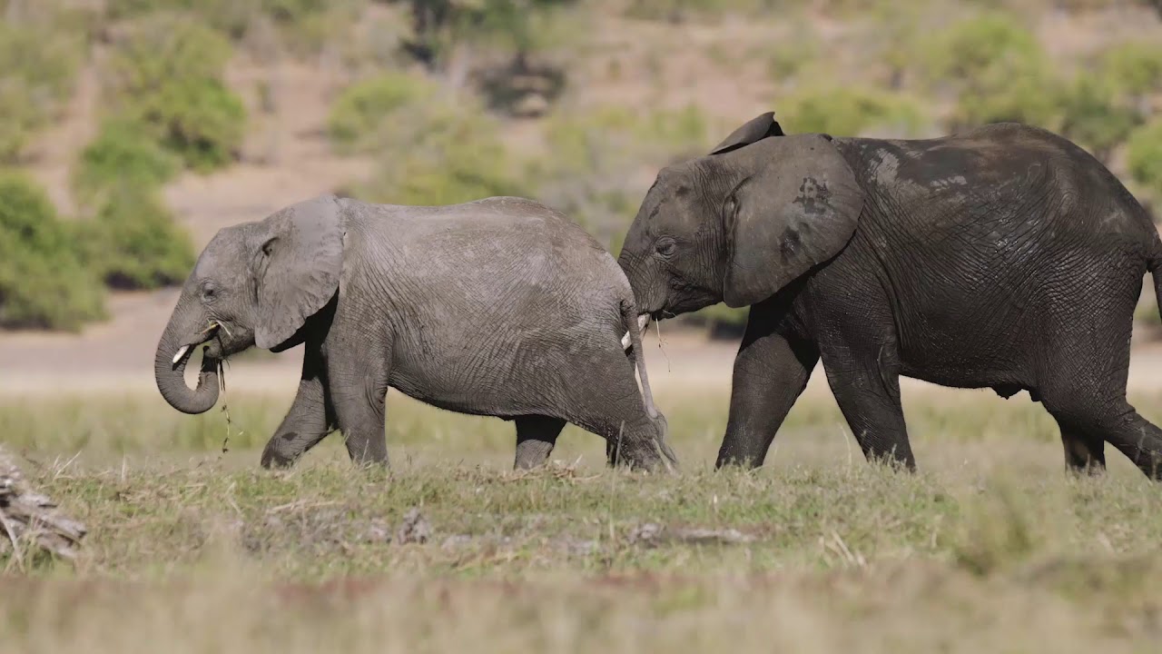 Chobe Game Lodge