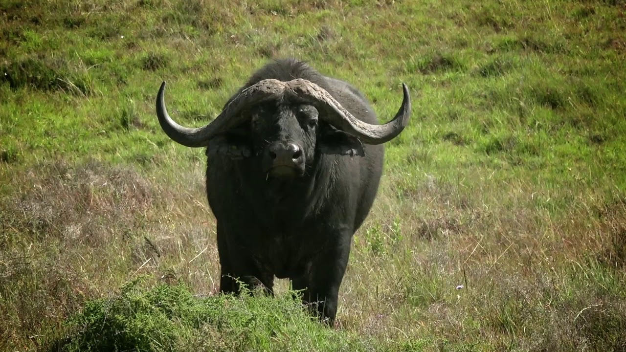 HILLSNEK SAFARI CAMP