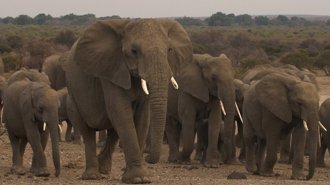 Mashatu Game Reserve - The Four Unique Camps