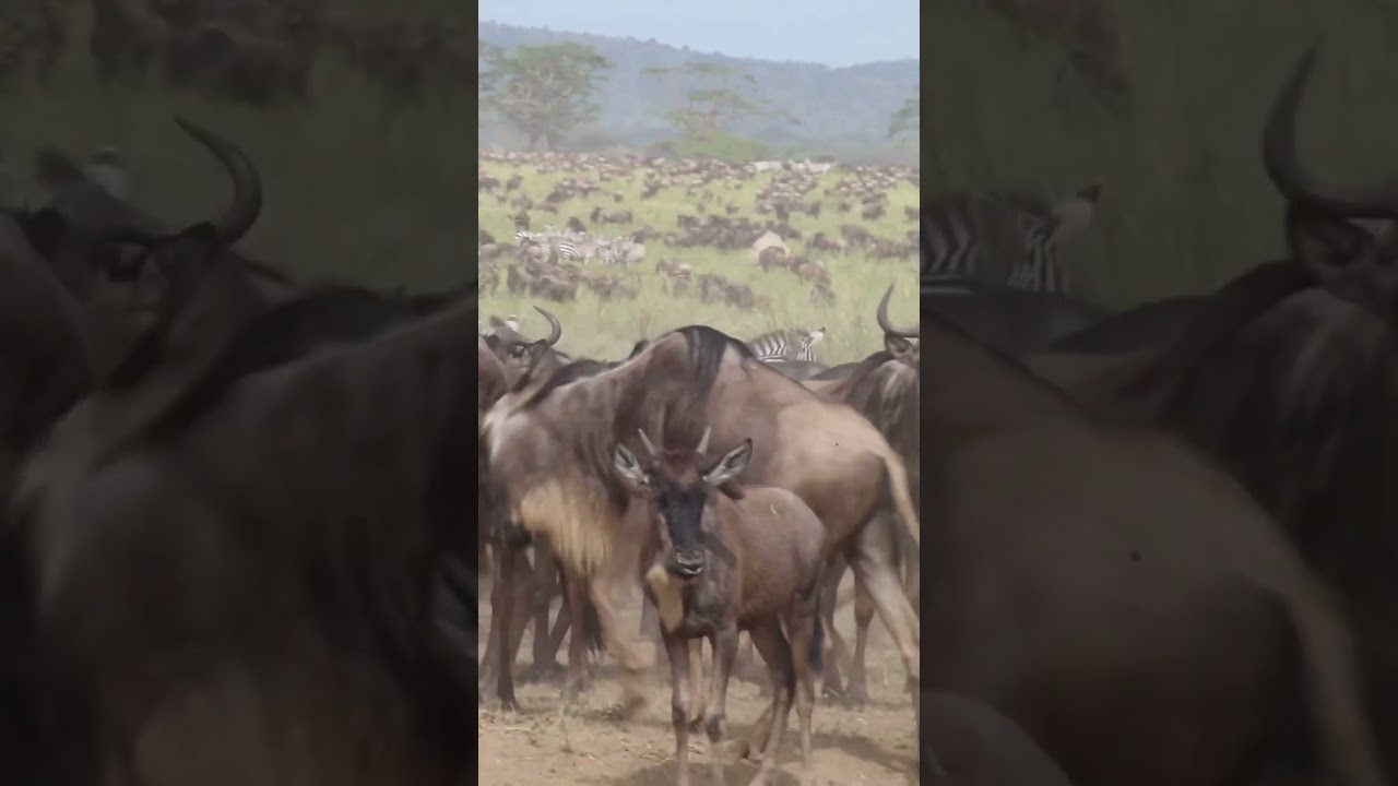 Wildebeest herd spotted moving around the plains near Moru and Simba Kopjes!