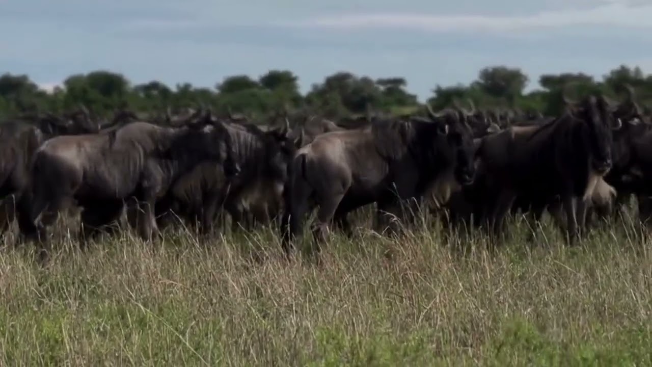 Large herd spotted in Grumeti Reserve