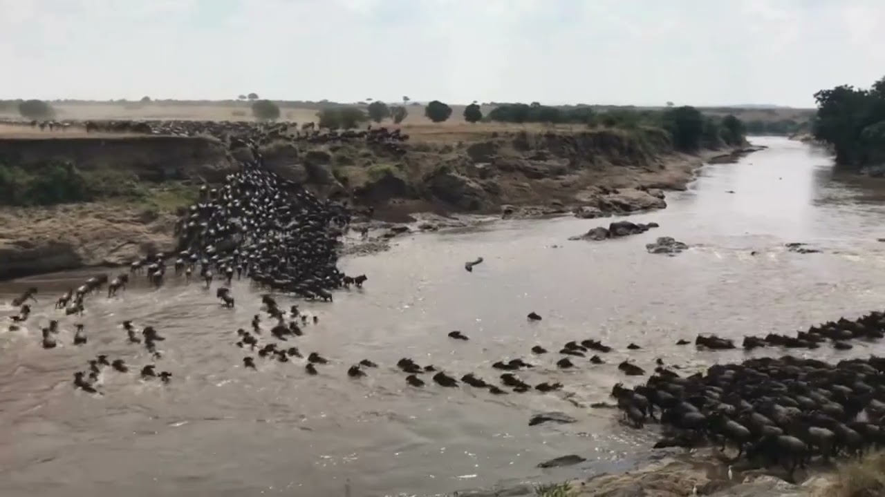 Megaherd crossing at Entim on the Mara River!