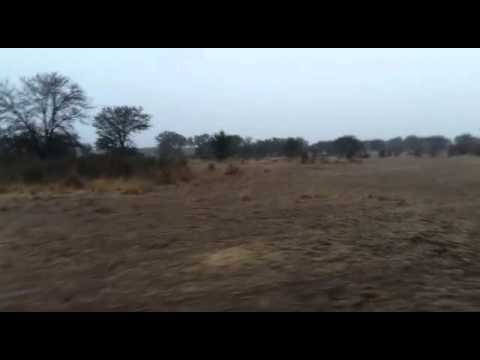 HerdTracker wildebeest migration update - 29 July 2015