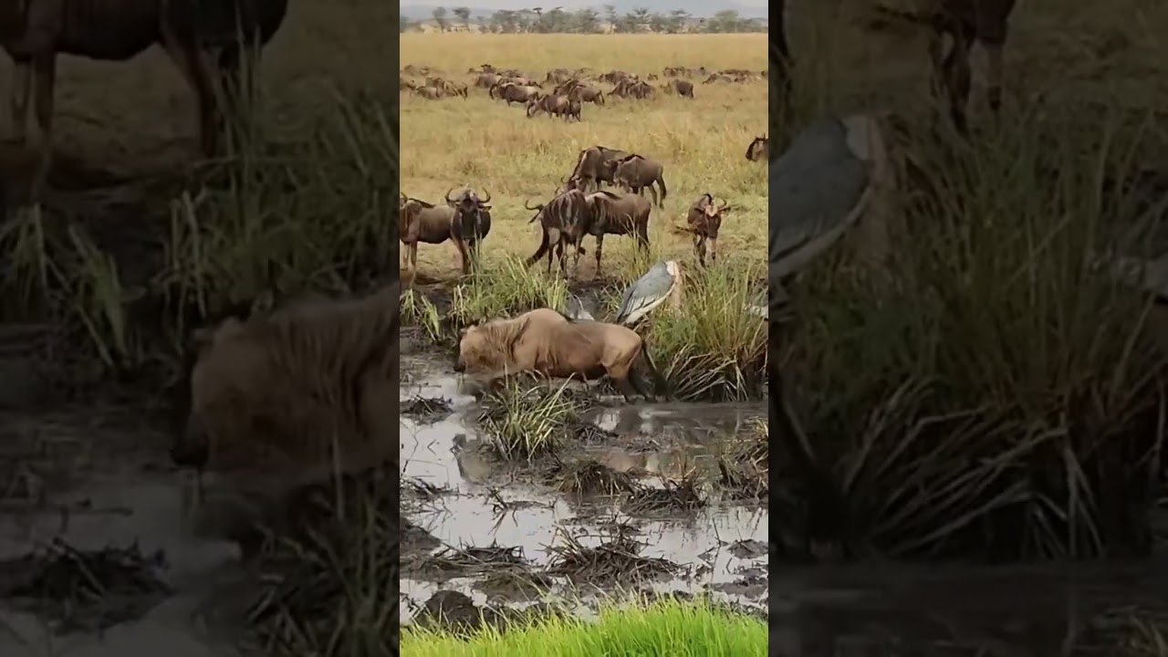 Wildebeest herd spotted in muddy waters in the Western Corridor!