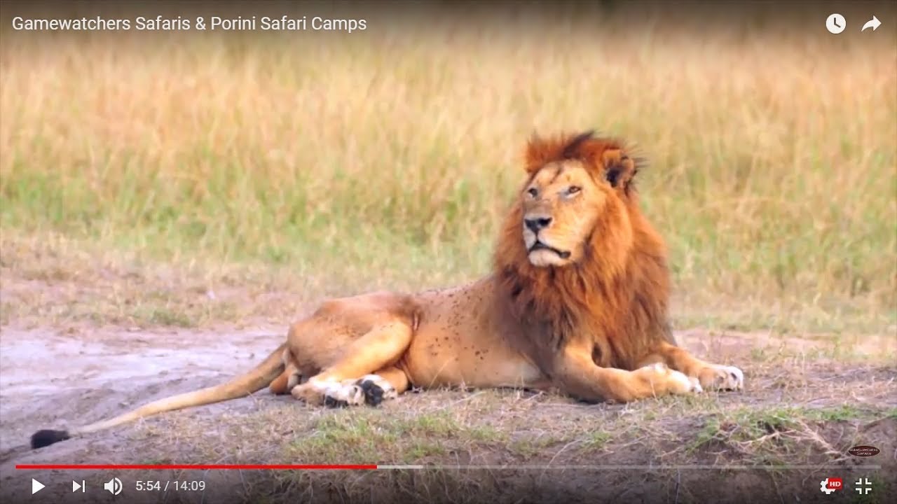 Gamewatchers Safaris & Porini Safari Camps