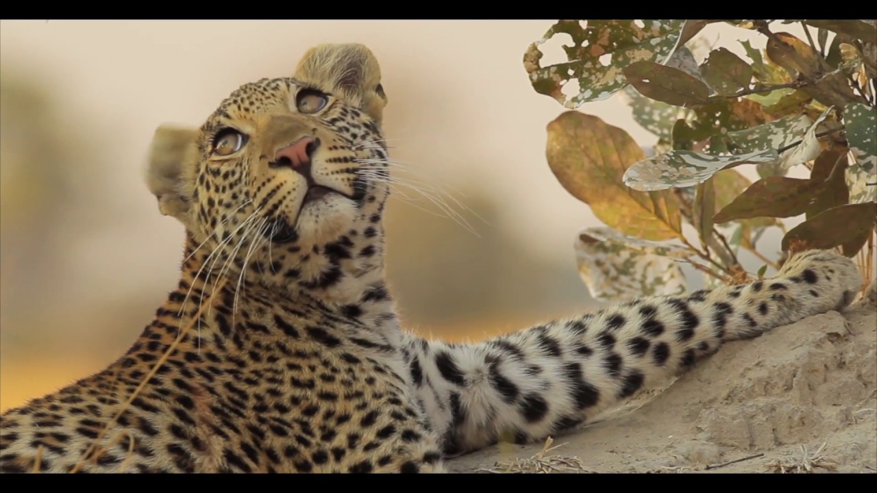 Best of Botswana and South Africa