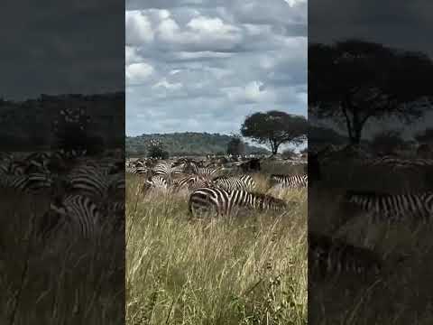 Wildebeest and Zebra spotted in Central Serengeti