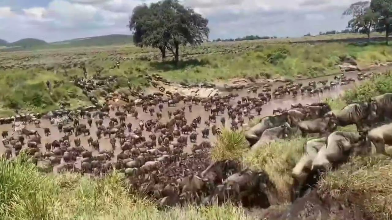 Wildebeest herd spotted crossing the Sand River on Kenya side!